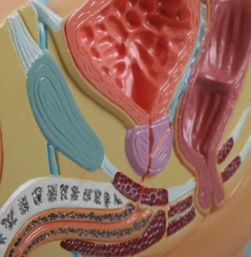 Male Pelvis Section Model (With Augmented Anatomy App)