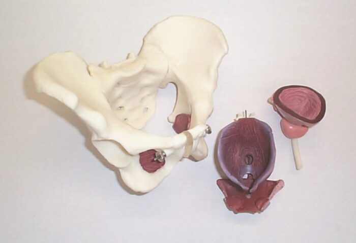 Male Pelvis and Pelvic Floor Model