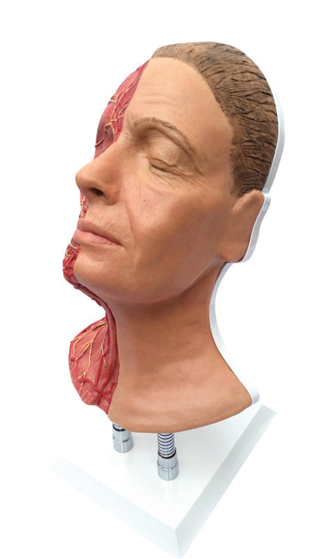 Head for Facial Injections with Muscles, Arteries, and Nerves