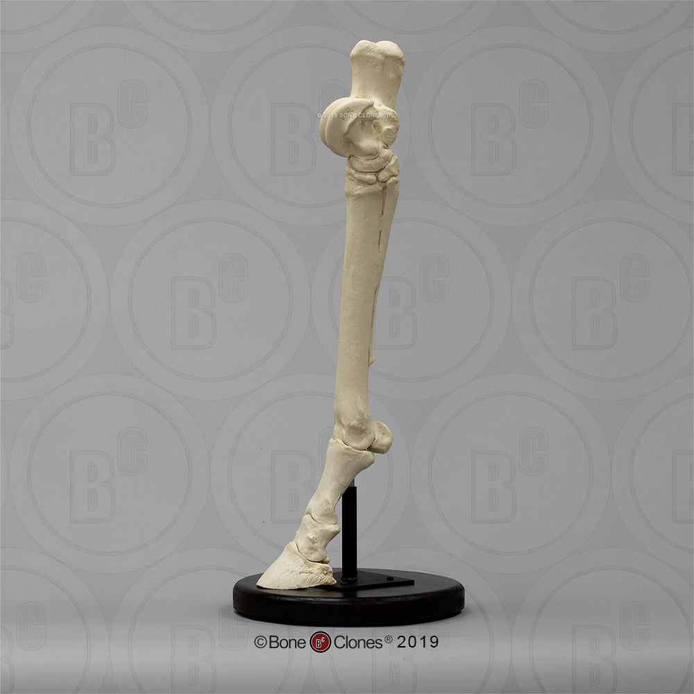 Bone Clones Equine Foot