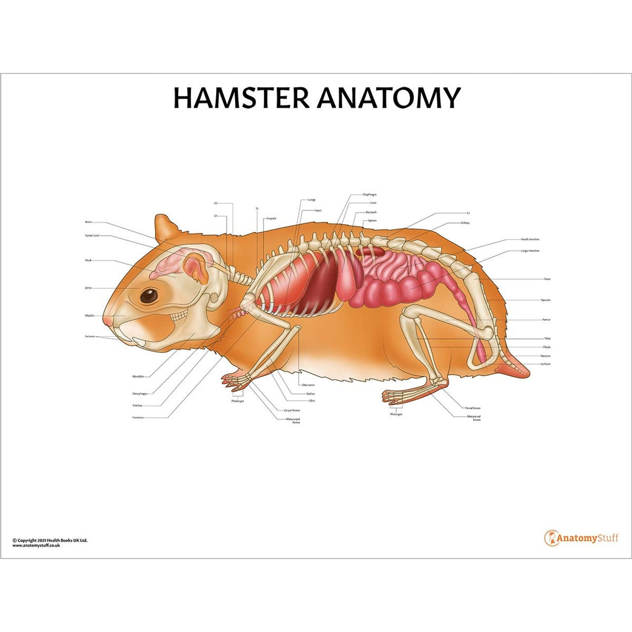 Small Mammal Anatomy 5 Chart Collection