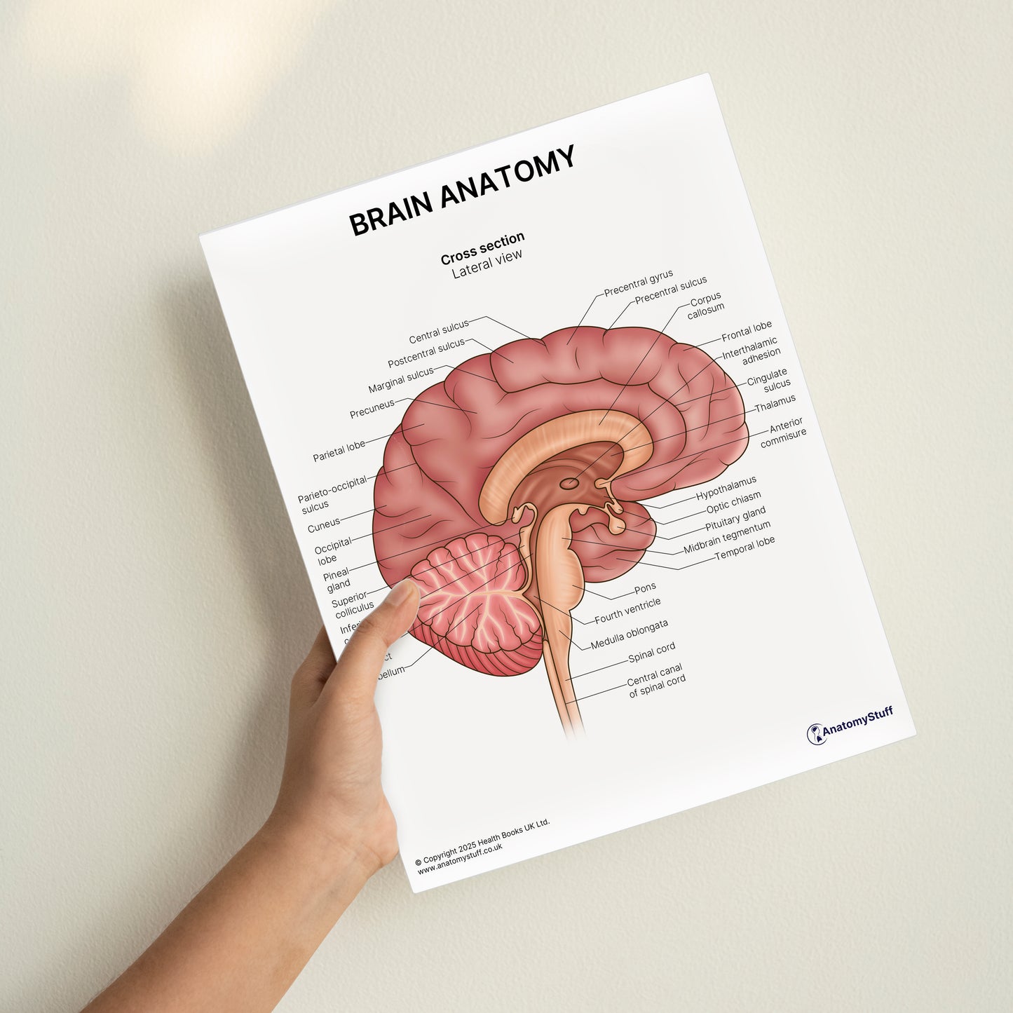 Brain Anatomy Print (Small 20 x 25 cm)