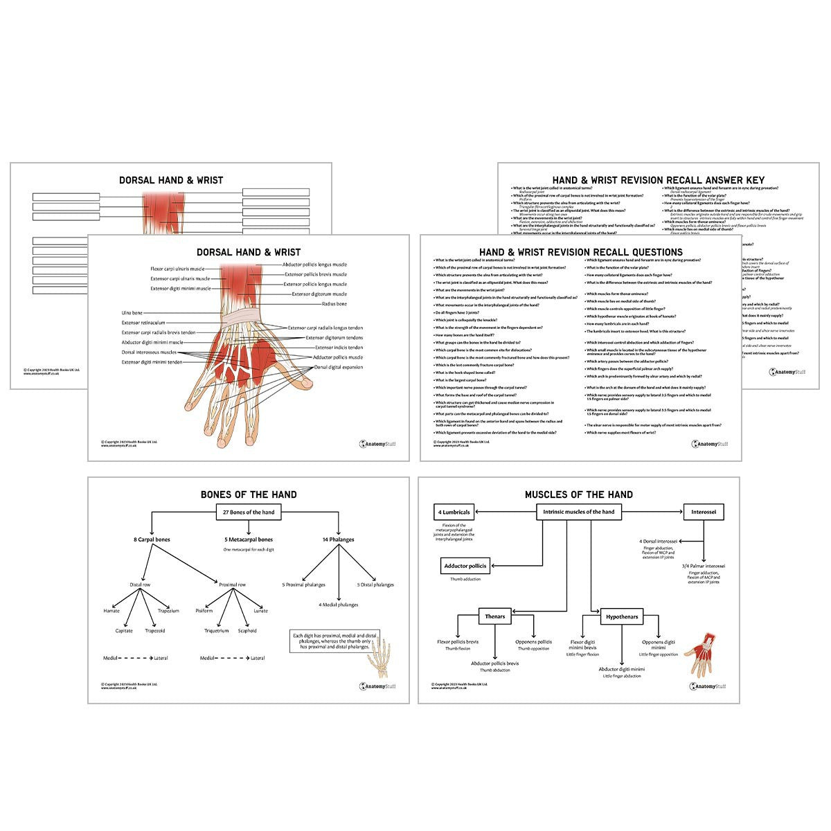 Hand & Wrist Anatomy Revision Worksheets (Interactive & Printable PDFs)