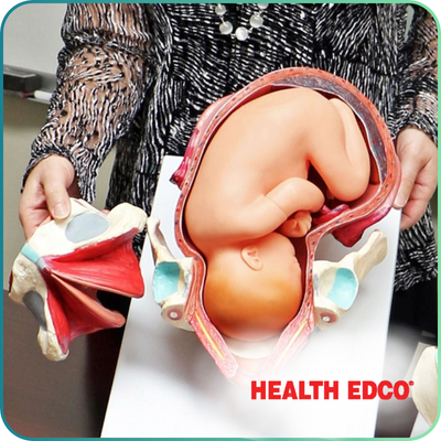 Health Edco / Child Birth Graphics