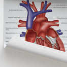 Switch Heart Anatomy Print (Small 20 x 25 cm) 3 image