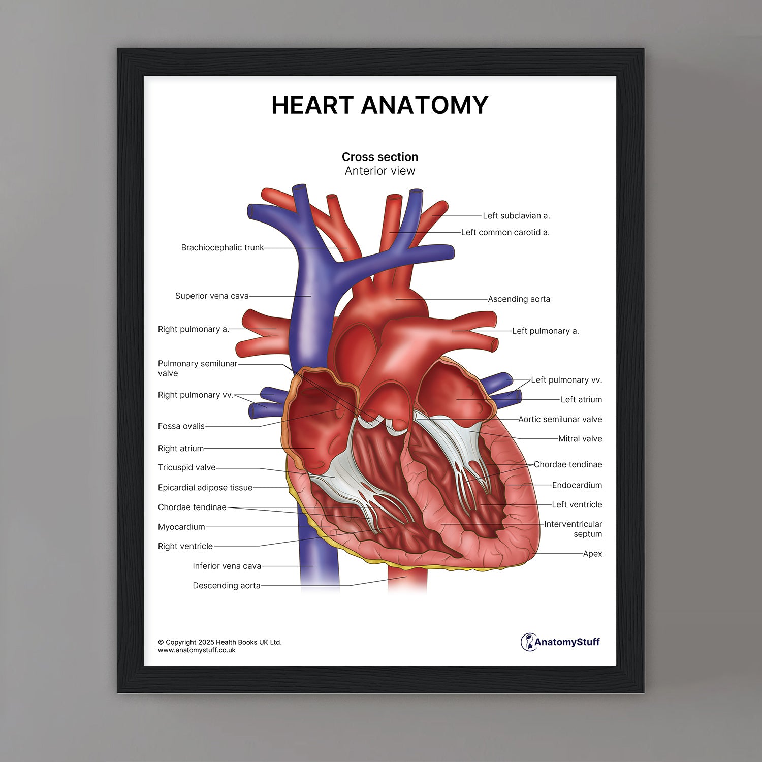 Heart Anatomy Print (Small 20 x 25 cm)