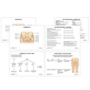 Switch Hip Anatomy Revision Guide 2 image