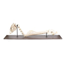 Switch Horse Spinal Column and Head (Equus Ferus Caballus) Right Lateral View 2 image