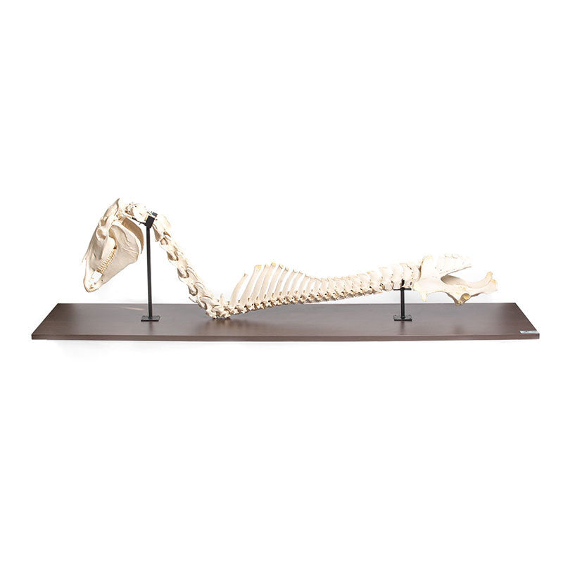 Horse Spinal Column and Head (Equus Ferus Caballus)