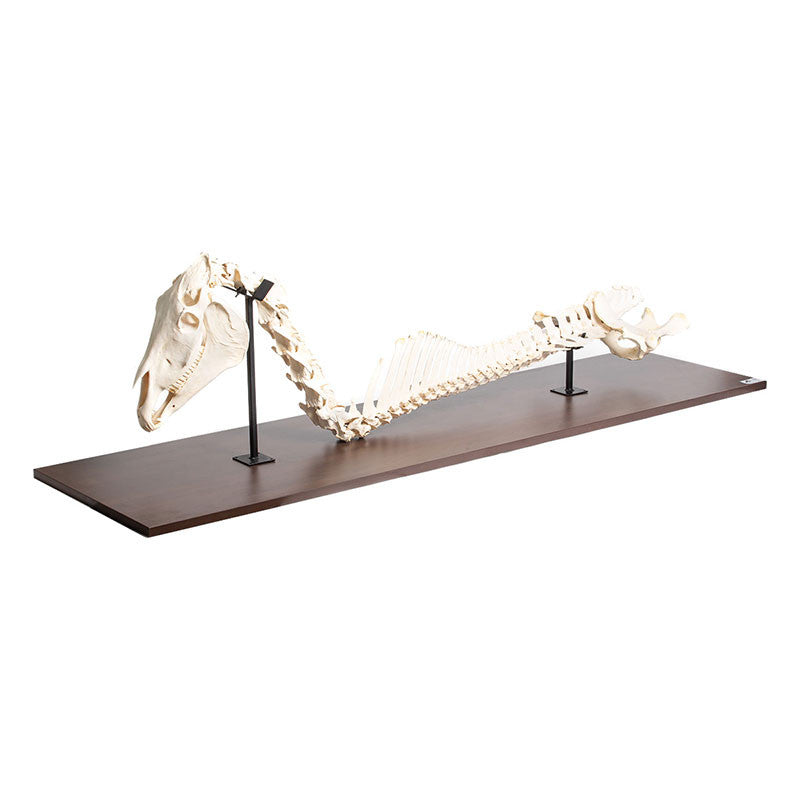 Horse Spinal Column and Head (Equus Ferus Caballus)