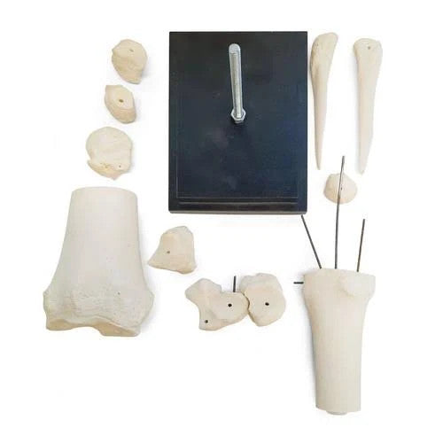 Horse Carpal Joint Model (12 Parts)