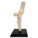 Switch Medial View of Horse Carpal Joint 2 image