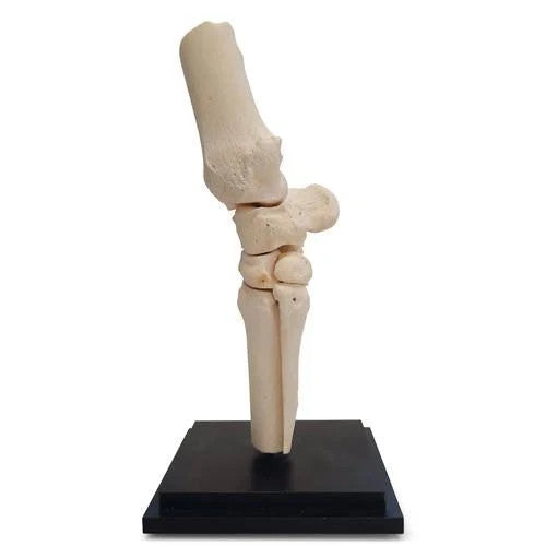 Horse Carpal Joint Model (12 Parts)