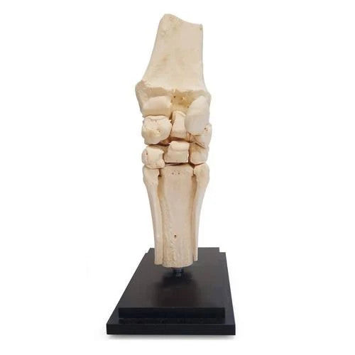 Horse Carpal Joint Model (12 Parts)