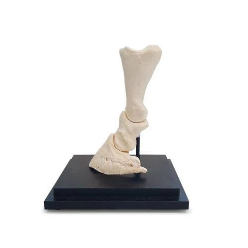 Horse Pastern Model (Longitudinal Section)