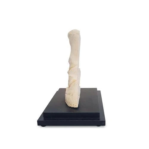 Horse Pastern Model (Longitudinal Section)
