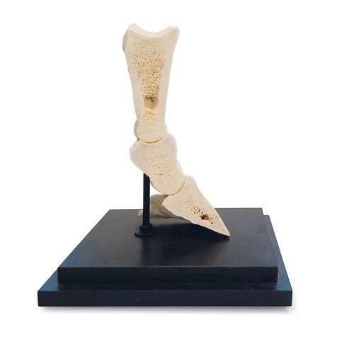Horse Pastern Model (Longitudinal Section)