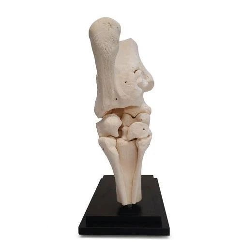 Horse Tarsal Joint Model (10 Parts)