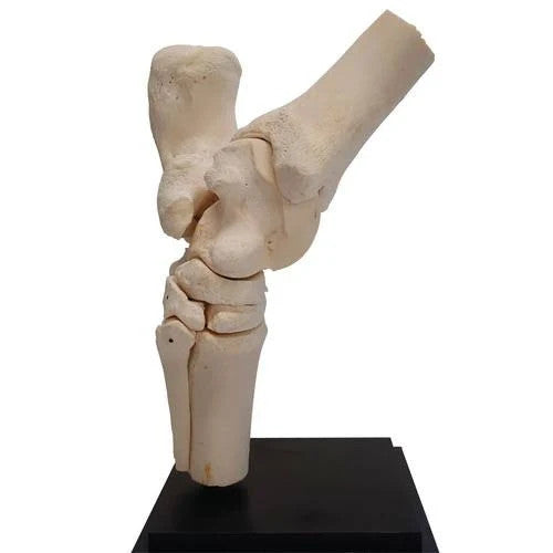 Lateral View of Horse Tarsal Joint