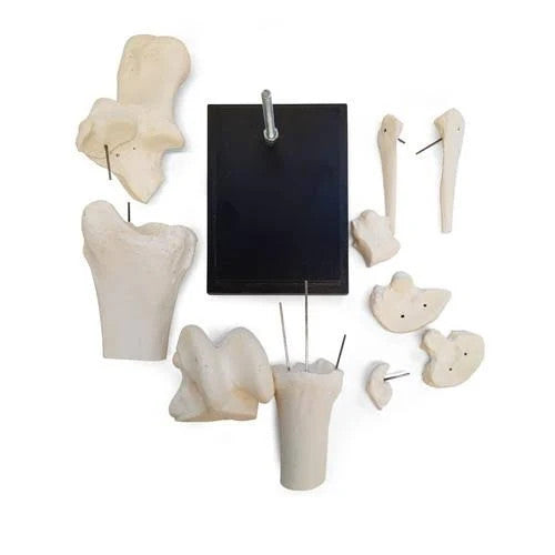 Horse Tarsal Joint Model (10 Parts)