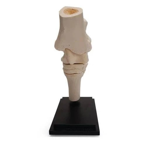 Horse Tarsal Joint Model (10 Parts)