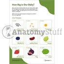 Switch First Trimester Comparison with Fruits and Vegetables 3 image