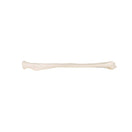 Switch Lateral Human Radius Model 2 image
