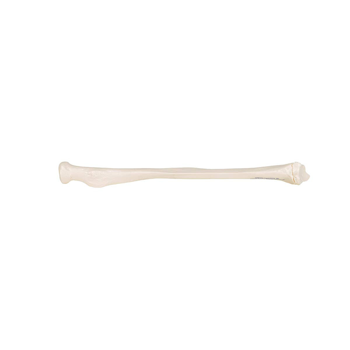 Human Radius Model