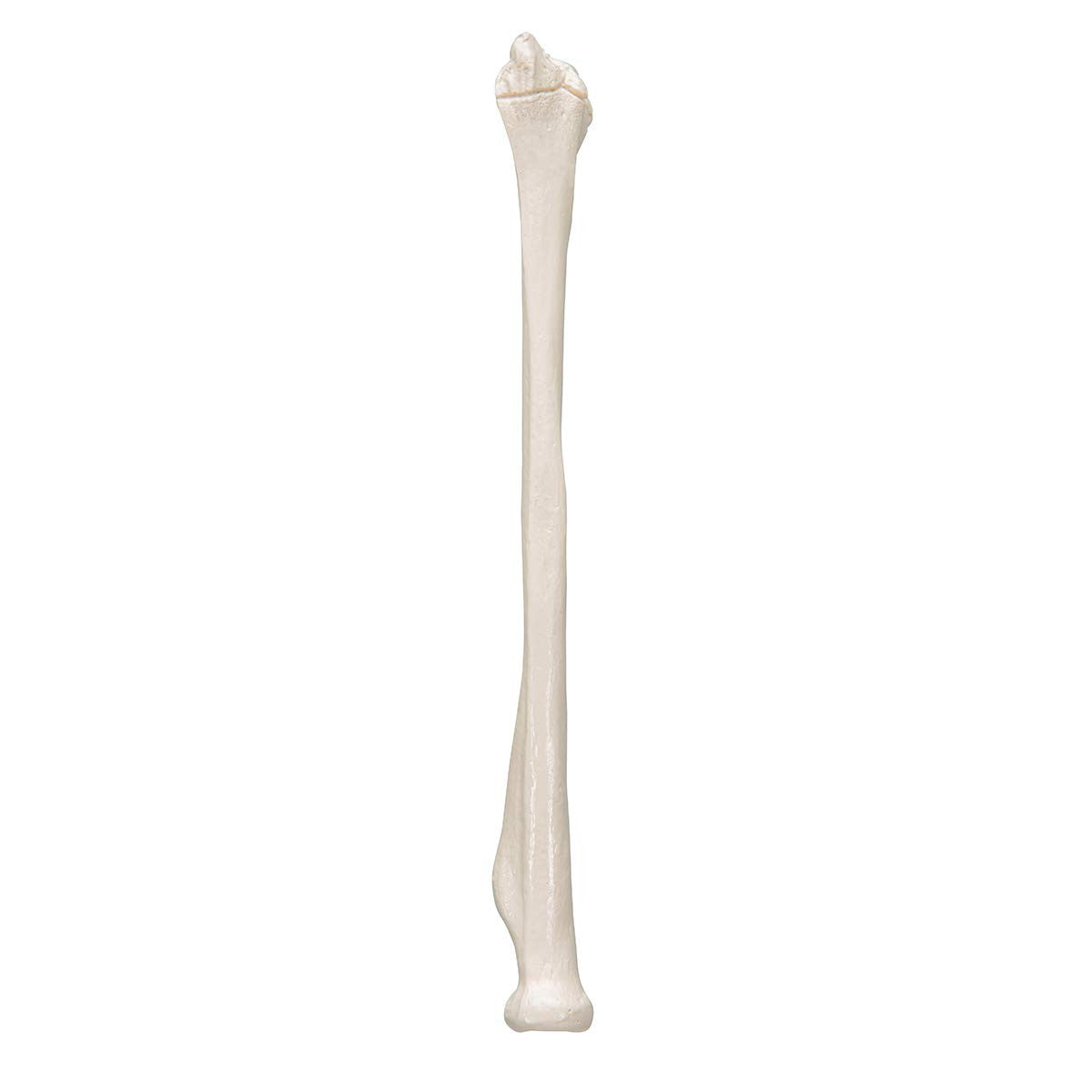 Human Radius Model