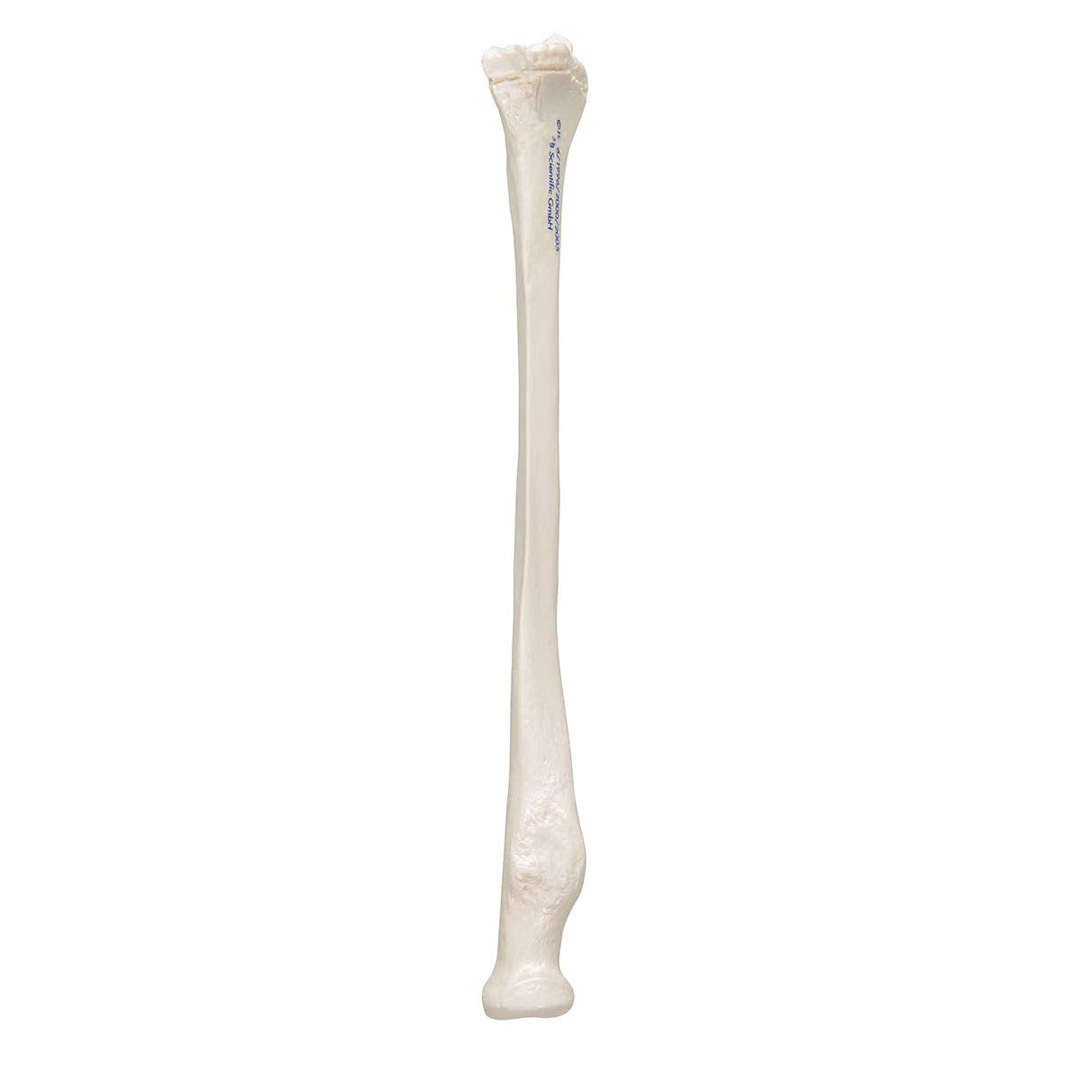 Human Radius Model