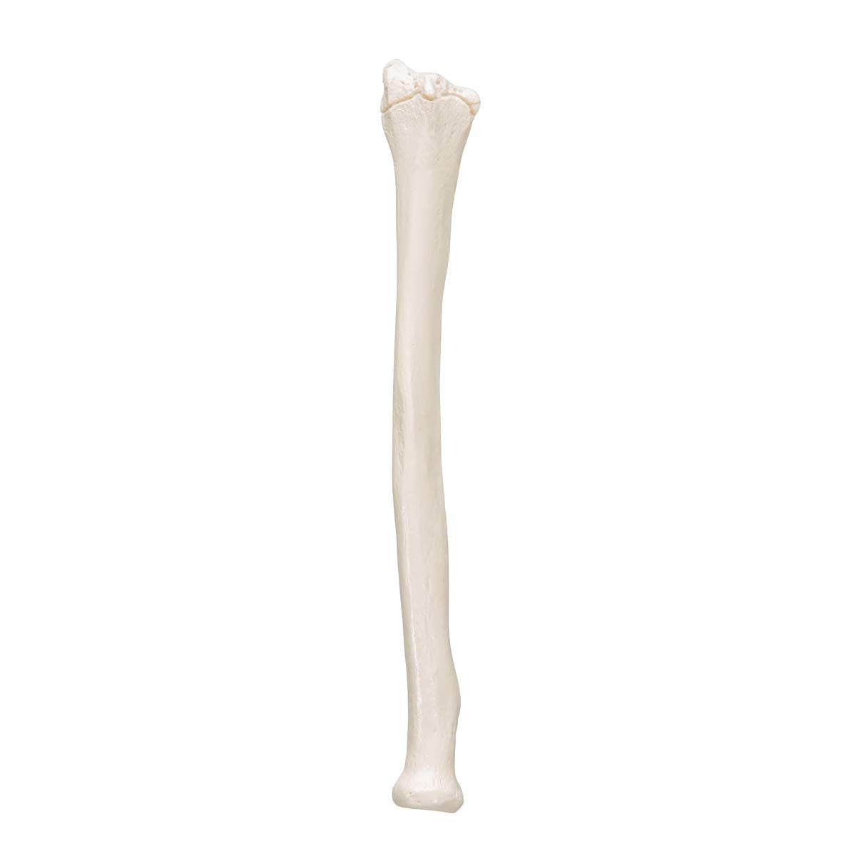 Human Radius Model