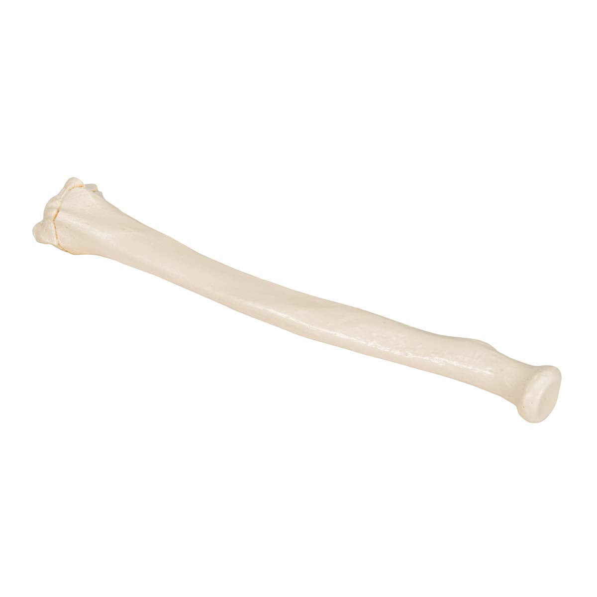 Human Radius Model