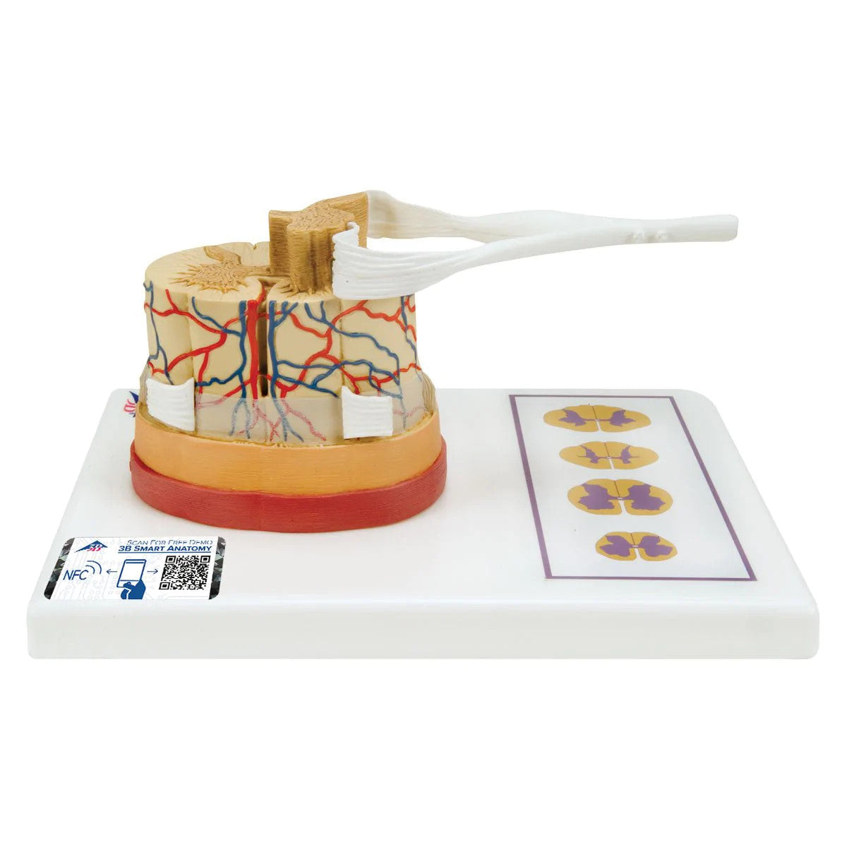 Human Spinal Cord Model with Nerve Endings