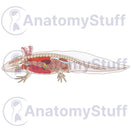 Switch Axolotl Internal Organs Illustration 2 image