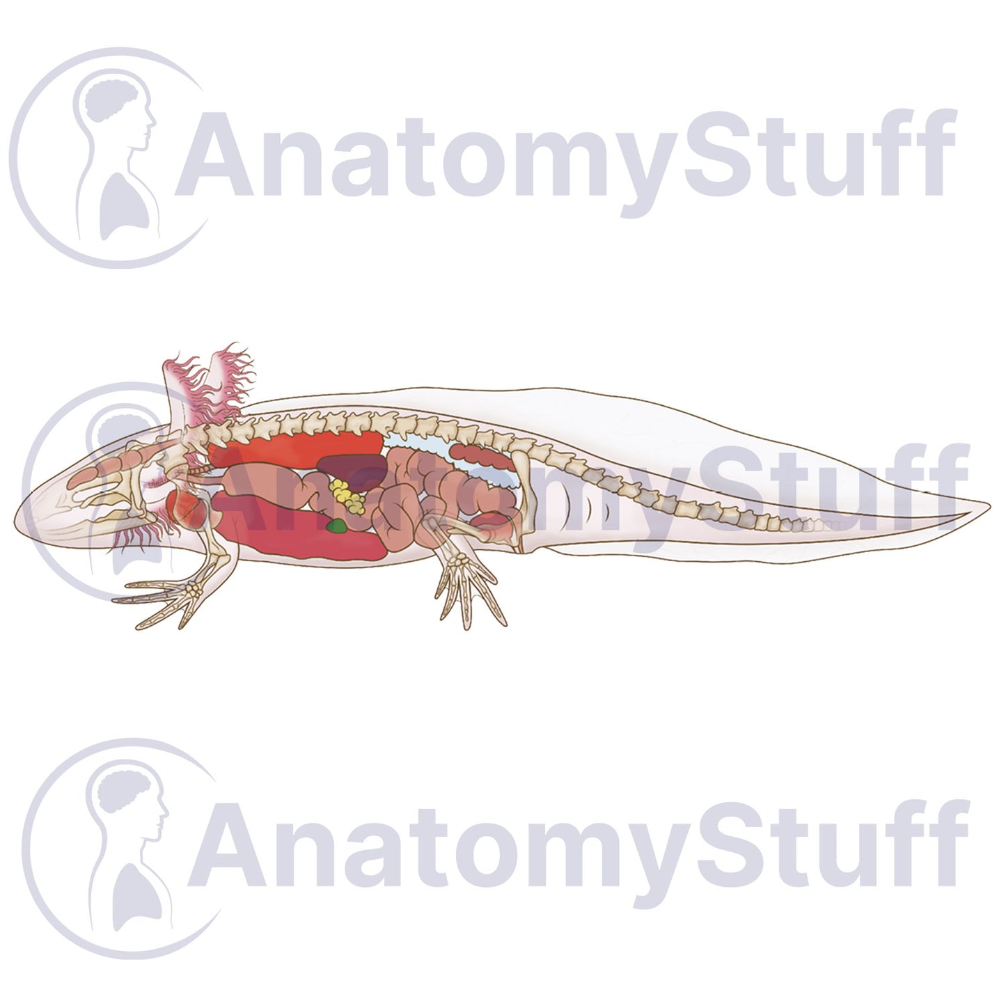 Axolotl Internal Organs Illustration