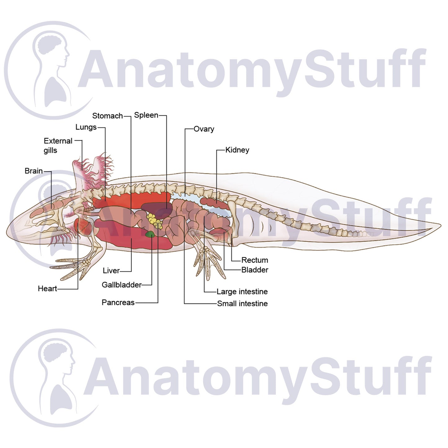 Axolotl Internal Organs Illustration