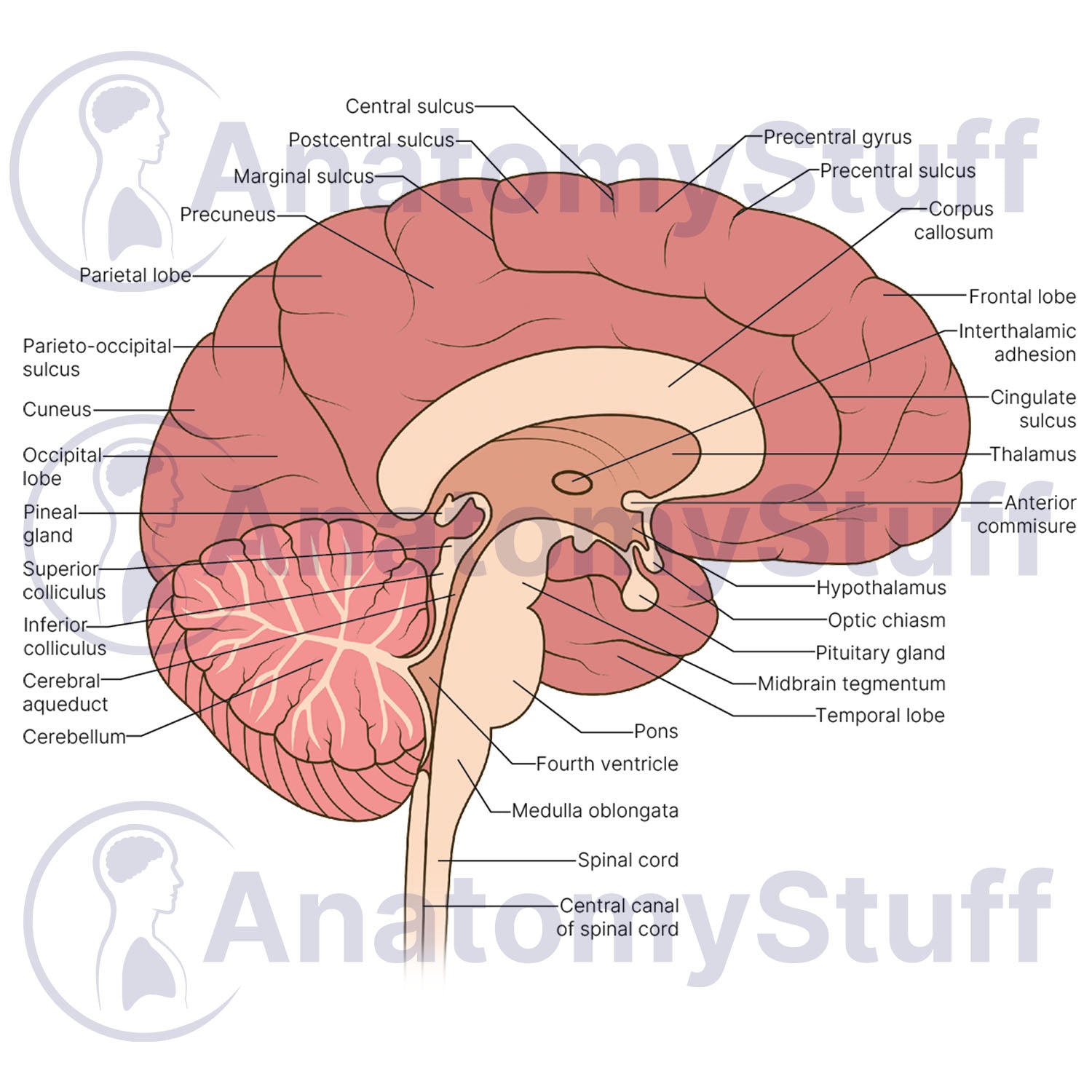 Brain Cross Section Illustration