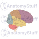 Switch Brain Lobes Illustration 2 image