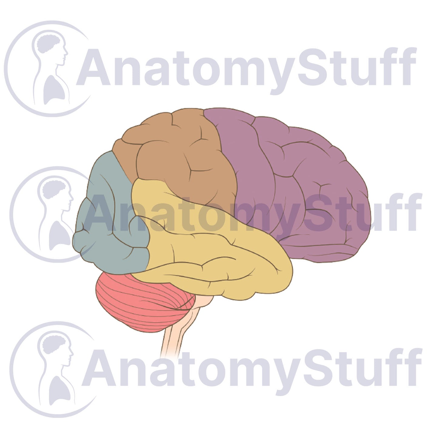 Brain Lobes Illustration