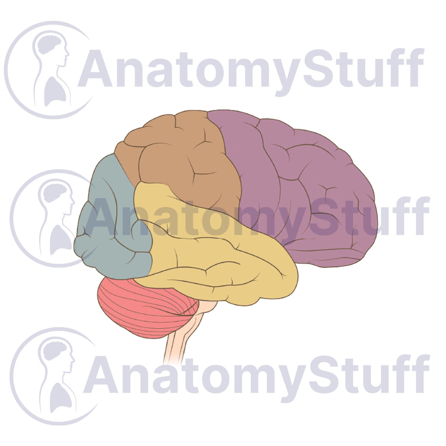 Brain Lobes Illustration