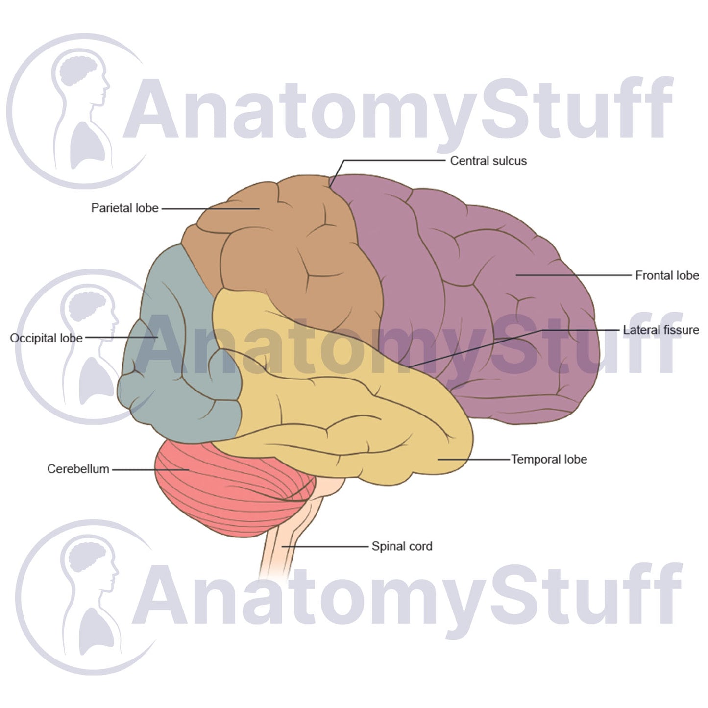 Brain Lobes Illustration