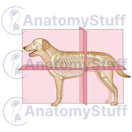 Switch Canine Anatomical Planes Illustration 2 image