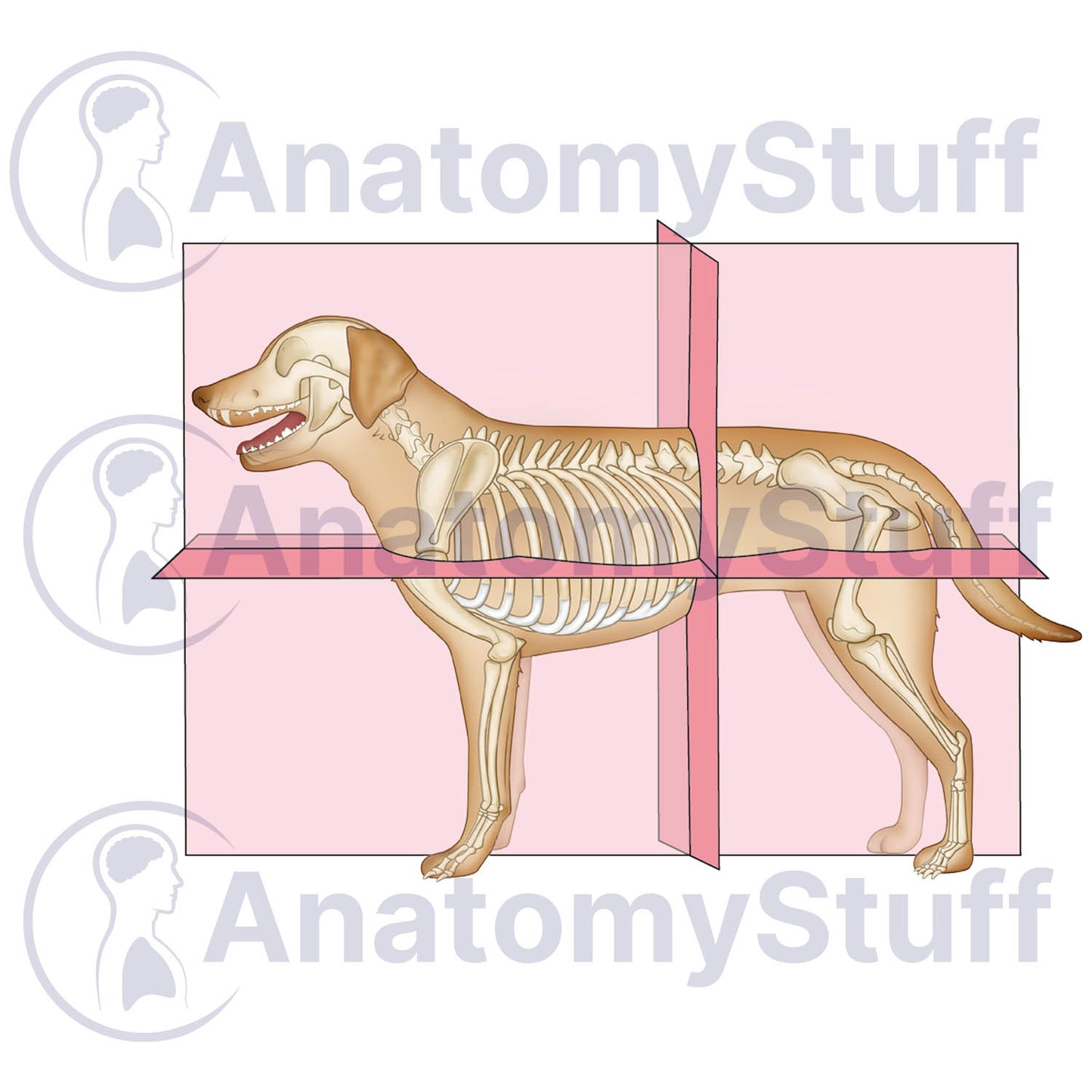 Canine Anatomical Planes Illustration