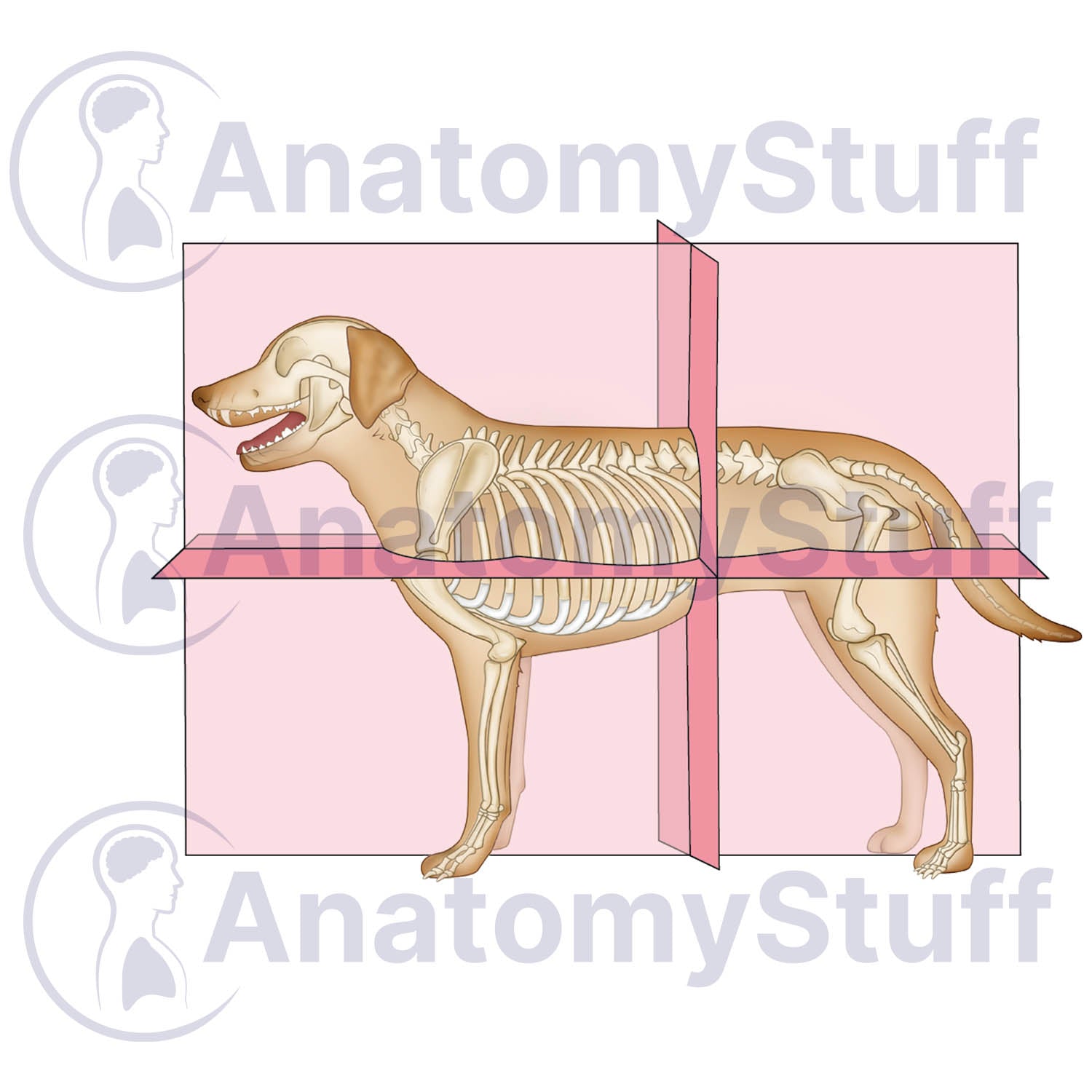 Canine Anatomical Planes Illustration
