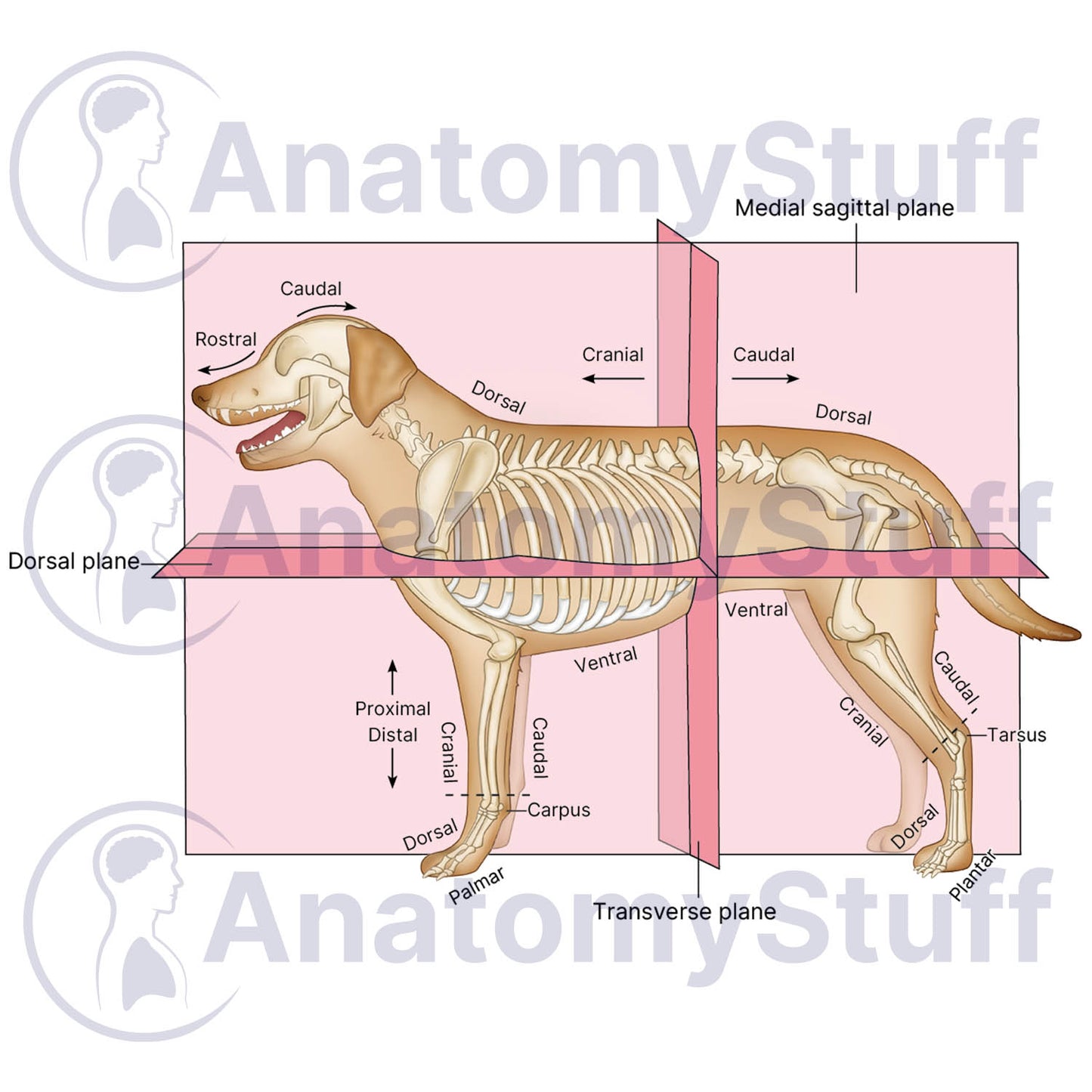 Canine Anatomical Planes Illustration