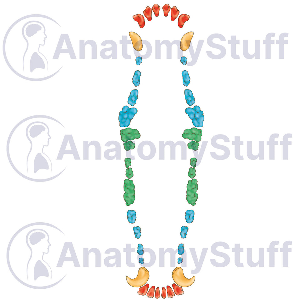 Canine Dental Map Illustration