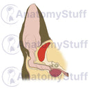 Switch Canine Ear Illustration 2 image