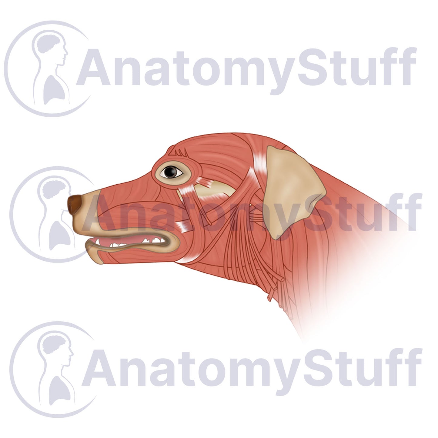 Canine Facial Muscles Illustration