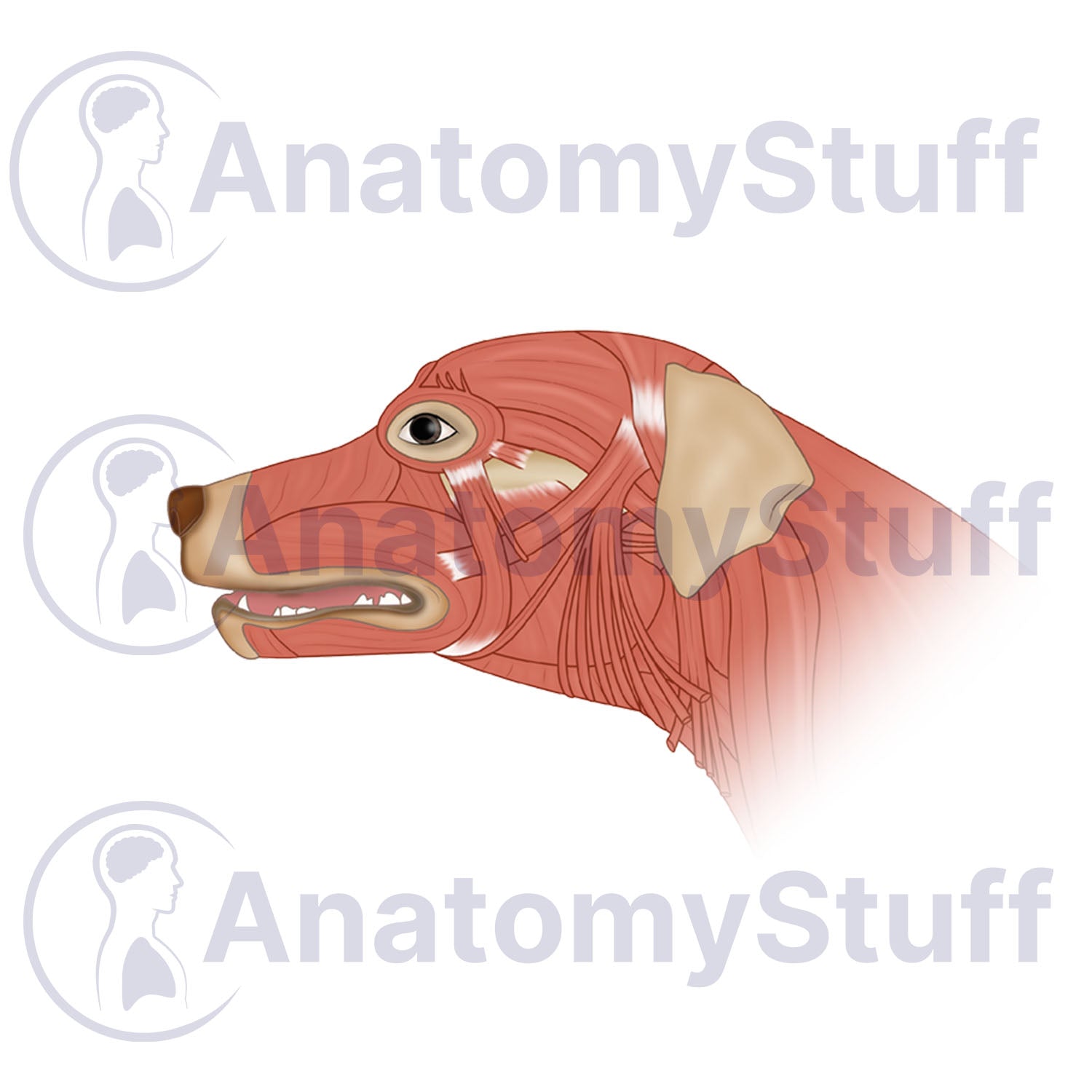 Canine Facial Muscles Illustration