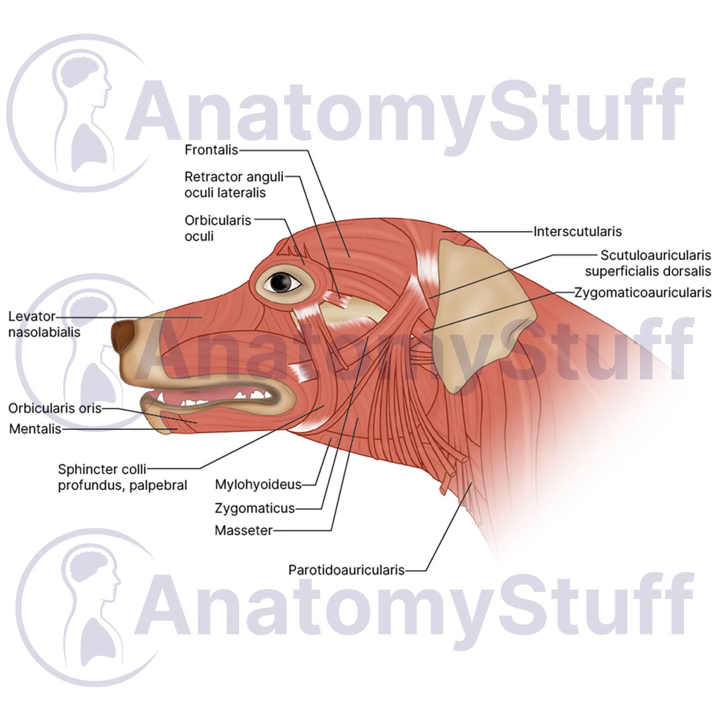 Canine Facial Muscles Illustration